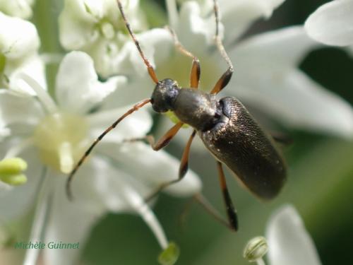 Réf. 281 783 : Grammoptera ruficornis